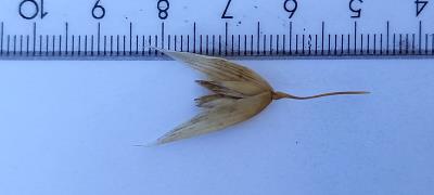 Click for 2 image(s) for this accession. Spikelet